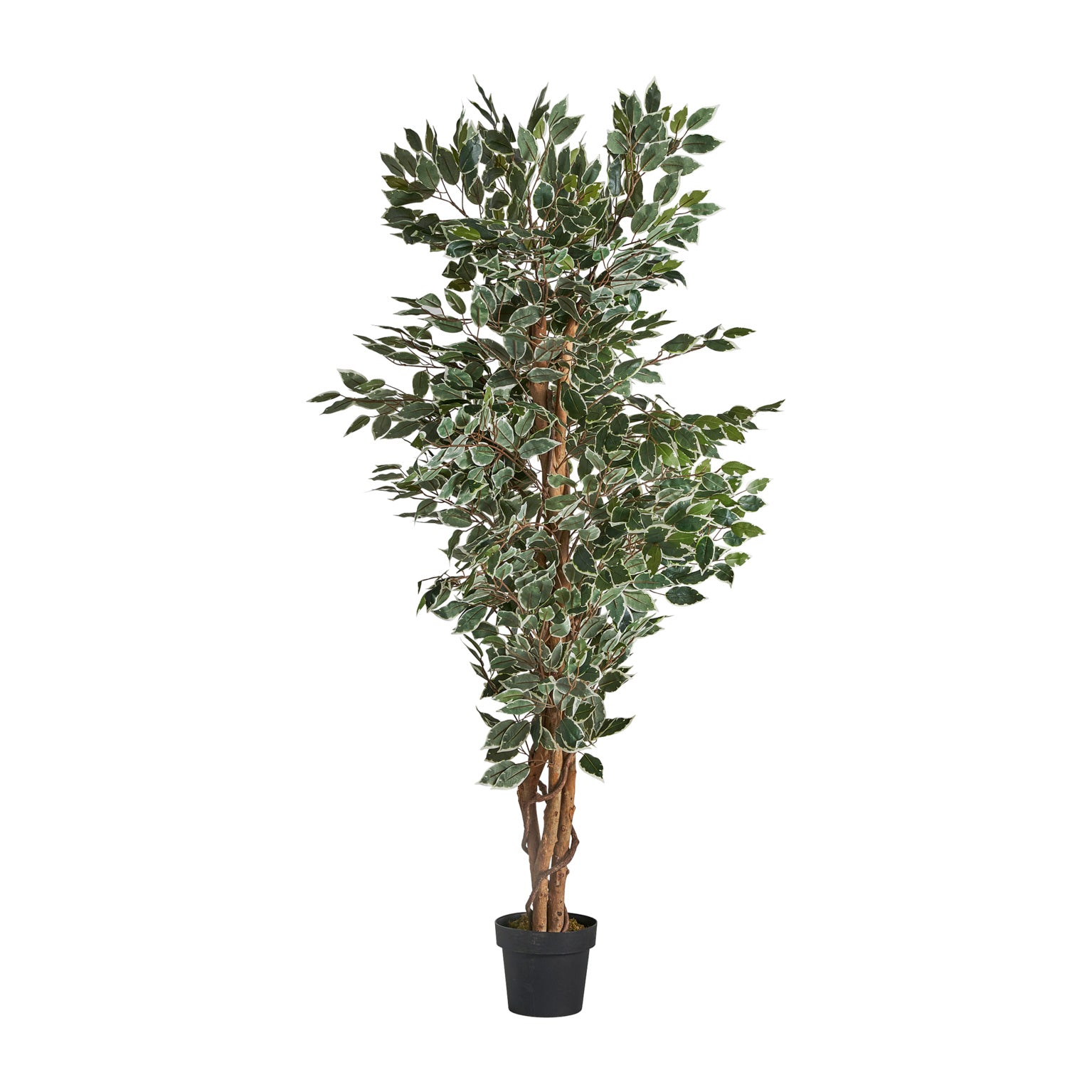FICUS PLANT